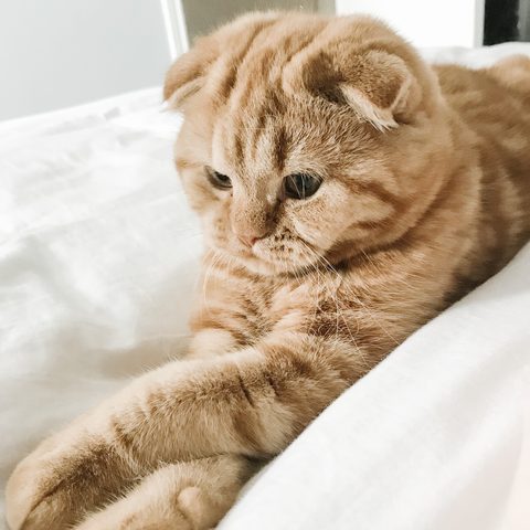 Louis — the real Scottish Fold cat behind the game
